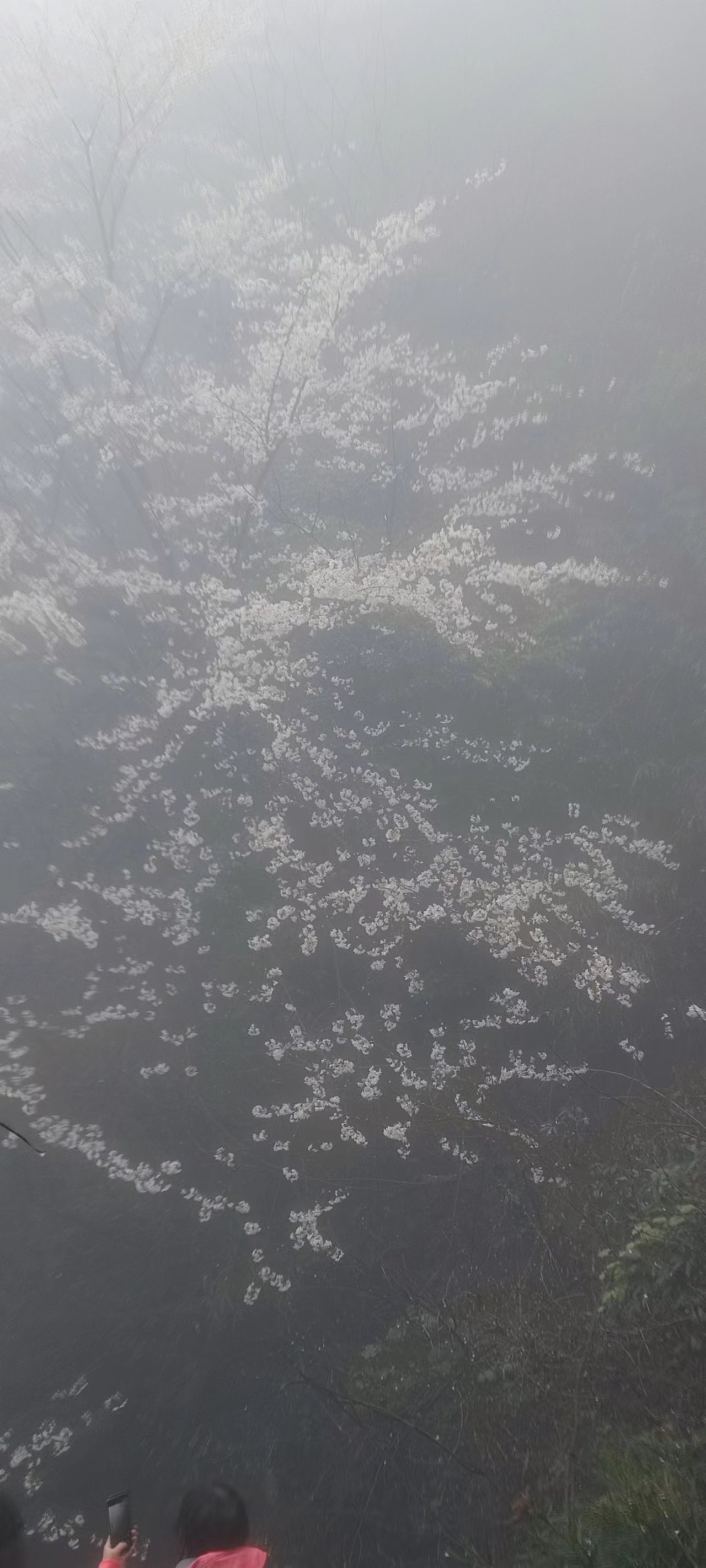 花滿幽谷，鳥鳴山澗-2023年工會(huì)活動(dòng)游記
